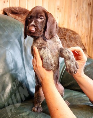 Щенок дратхаар